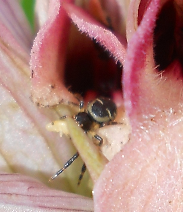 Synema globosum